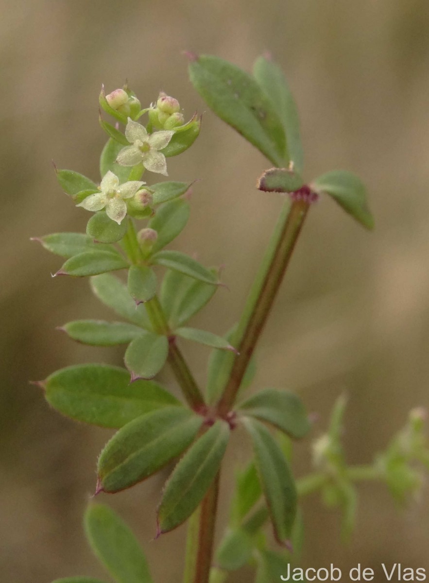 Galium asperifolium Wall.